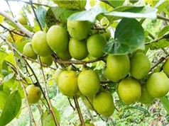 Lạng Sơn: Phát triển bền vững hồng Vành Khuyên